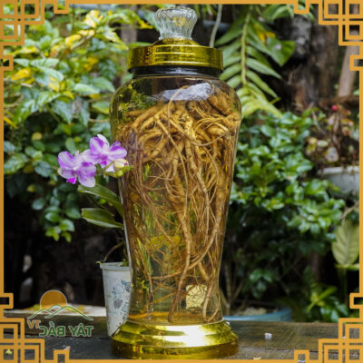 Sâm đương quy ngâm rượu