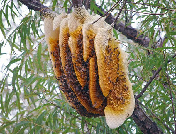 Sự khác nhau giữa mật ong rừng và mật ong nuôi