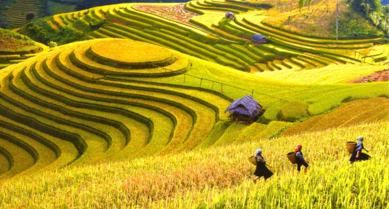 Hoàng Su Phì mùa lúa chín