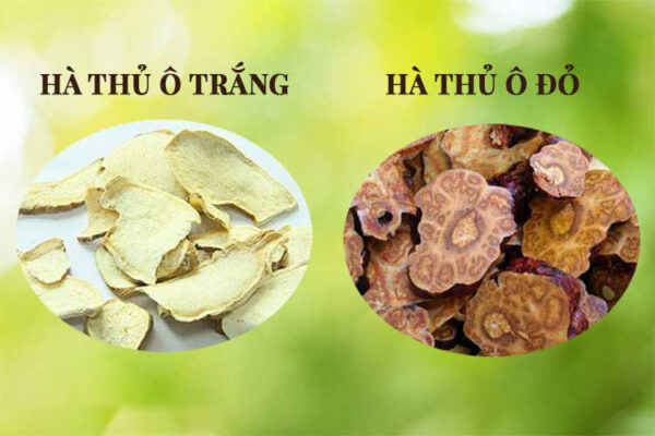Hà Thủ ô Trắng - Thủ ô đỏ - Tác dụng của Hà Thủ Ô