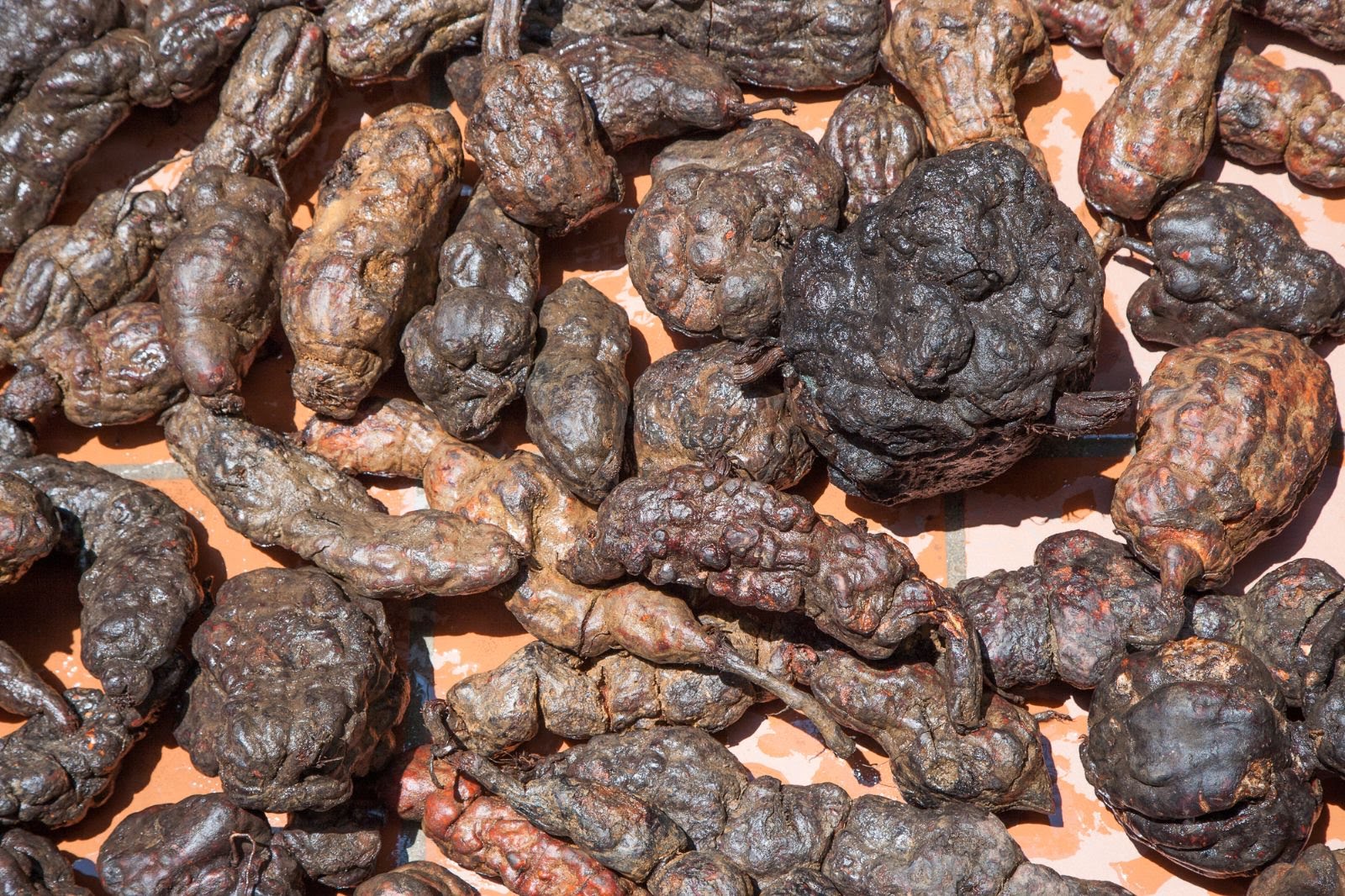 củ hà thủ ô đỏ