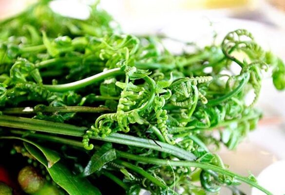 Vị thuốc quý từ rau dớn rừng