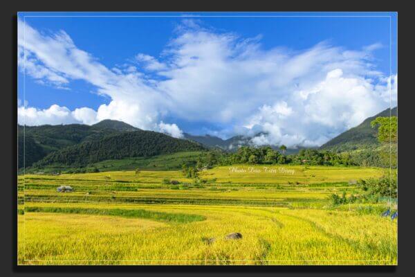 Mùa vàng vùng cao - Ảnh: Đào Tiến Dũng