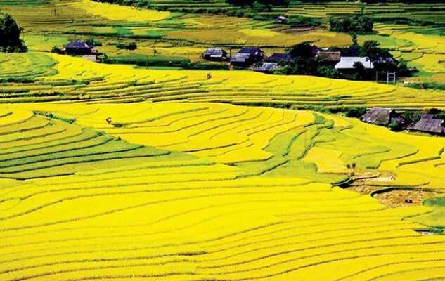 Cánh đồng Mường Thanh mùa lúa chín