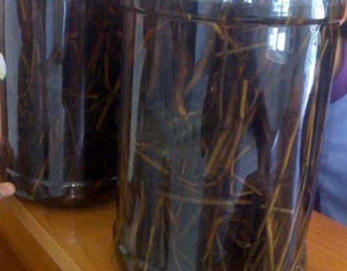 Bình rượu ngâm sâm tiên mao