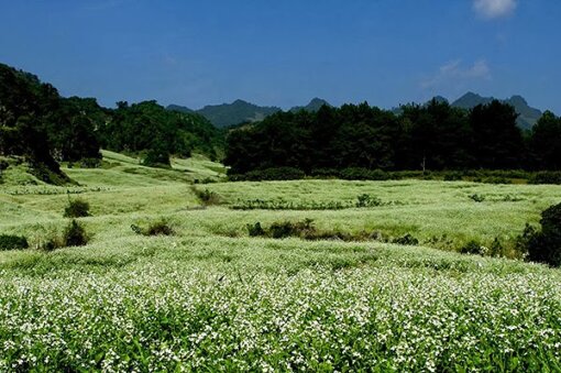 Kinh nghiệm khám phá mùa hoa cải Mộc Châu