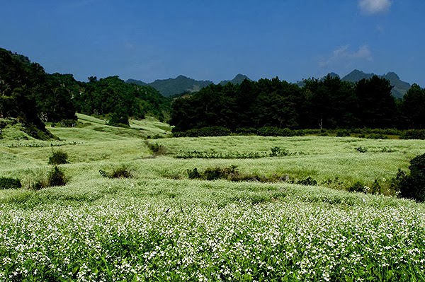 Hoa cải trắng ở Mộc Châu