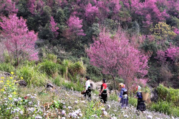 Du xuân Tây Bắc