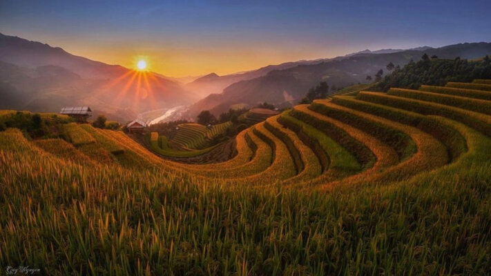 Hoa tớ dày