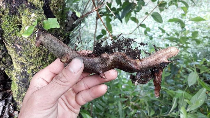 Cách chế biến cây tắc kè đá ngâm rượu