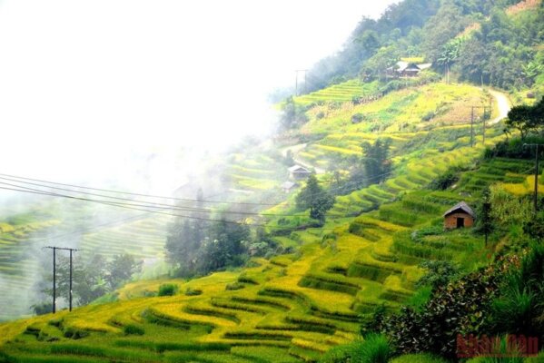 Ngải Thầu mùa lúa chín