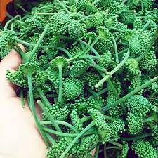 Nụ hoa tam thất chữa bệnh gì