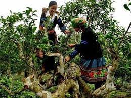 Cao nguyên Sìn Hồ