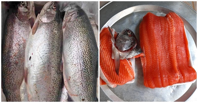 cá hồi hun khói