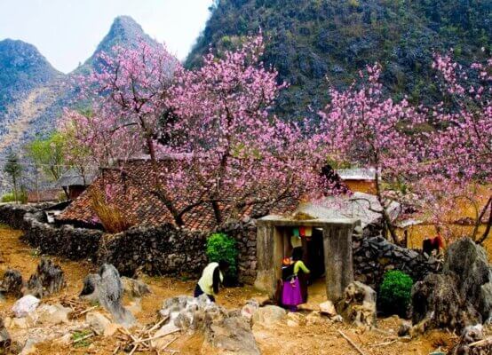 Hoa đào rực rỡ giữa núi rừng Tây Bắc - du lịch Tây Bắc vào mùa xuân