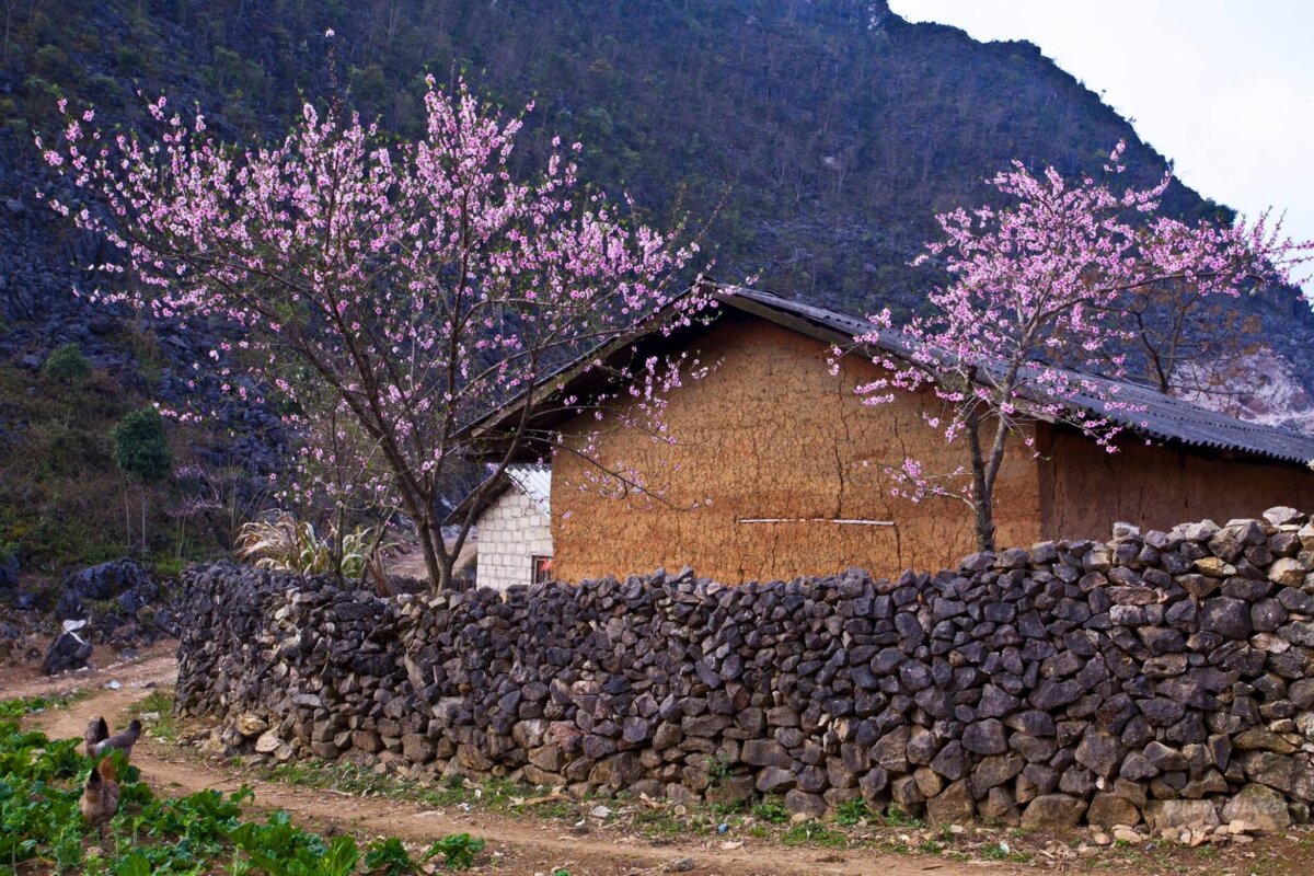 Du lịch Hà Giang tháng 2: Những ngôi nhà trình tường độc đáo.