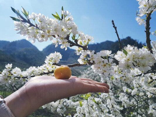 Du lịch Sơn La mùa nào đẹp Du lịch Sơn La mùa nào đẹp