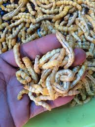 Rượu ngâm sâu chít - đặc sản vùng cao Tây Bắc.