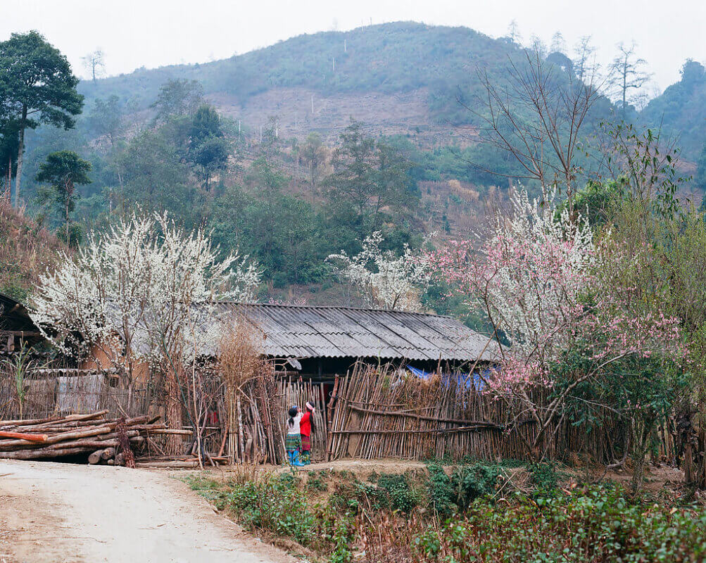 Hoa mận vùng cao