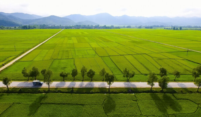 Địa điểm chụp ảnh đẹp ở Điện Biên: Cánh đồng Mường Thanh