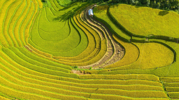 Du lịch Tây Bắc mùa nào đẹp nhất - mùa lúa chín