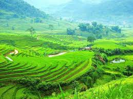 Sóng lúa bản Mù