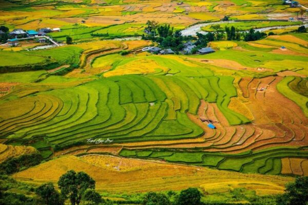Du lịch Yên Bái: Mùa vàng trên non cao