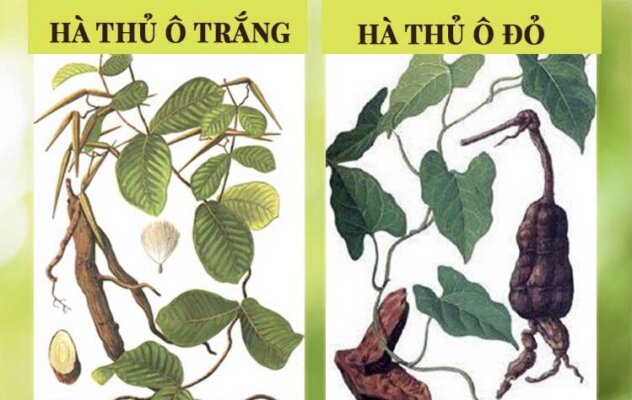 Củ hà thủ ô trắng có tác dụng gì? Củ hà thủ ô trắng có tác dụng gì?