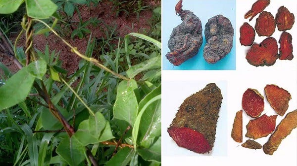 hà thủ ô đỏ hay hà thủ ô trắng tốt hơn hà thủ ô đỏ hay hà thủ ô trắng tốt hơn