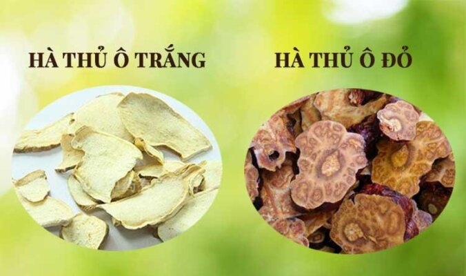 Tác dụng của hà thủ ô Tác dụng của hà thủ ô