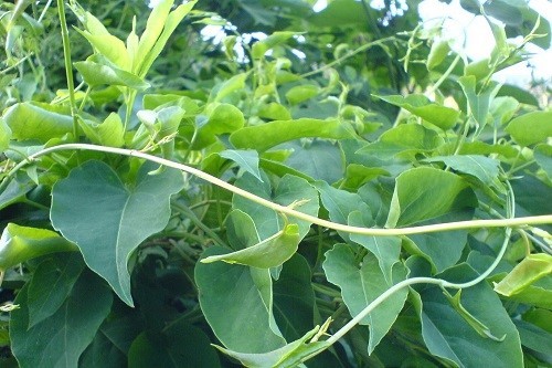 hà thủ ô đỏ hay hà thủ ô trắng tốt hơn hà thủ ô đỏ hay hà thủ ô trắng tốt hơn
