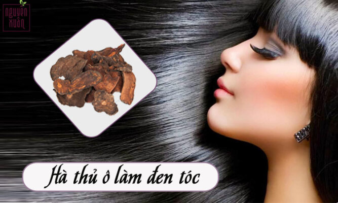 Cách chữa tóc bạc sớm bằng hà thủ ô