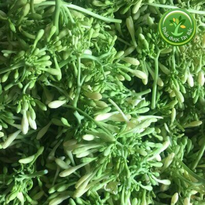 Tác dụng hoa đủ đủ đực ngâm mật ong - Hoa đủ đủ đực