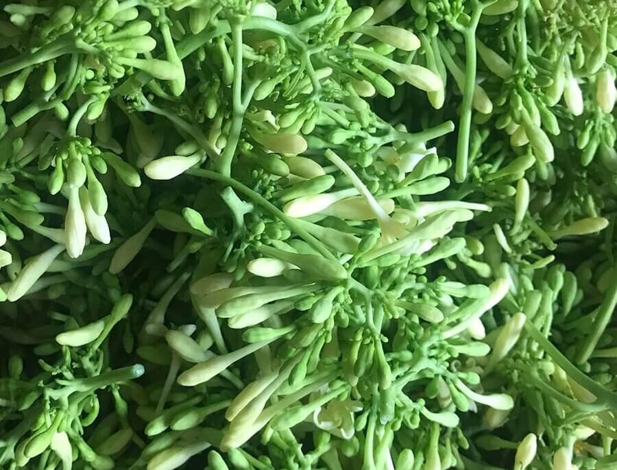 Hoa đu đủ đực ngâm mật ong