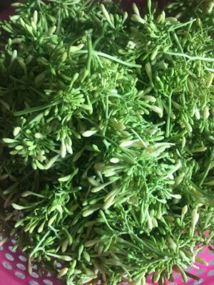 Cách xào hoa đu đủ đực không bị đắng