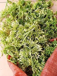 Tác dụng của hoa đu đủ