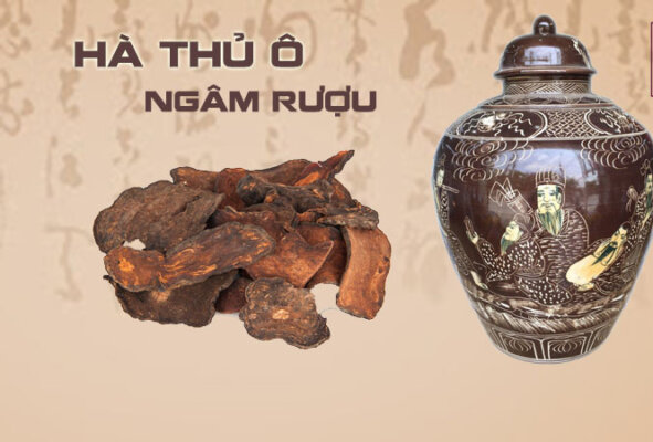 cách chế biến hà thủ ô làm đen tóc cách chế biến hà thủ ô làm đen tóc