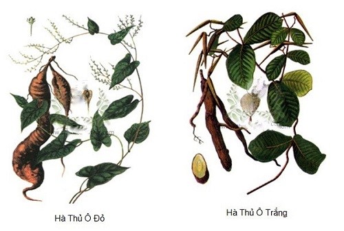 hà thủ ô đỏ hay hà thủ ô trắng tốt hơn hà thủ ô đỏ hay hà thủ ô trắng tốt hơn