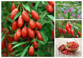 Kỷ tử có ngâm rượu được không? Kỷ tử có ngâm rượu được không?