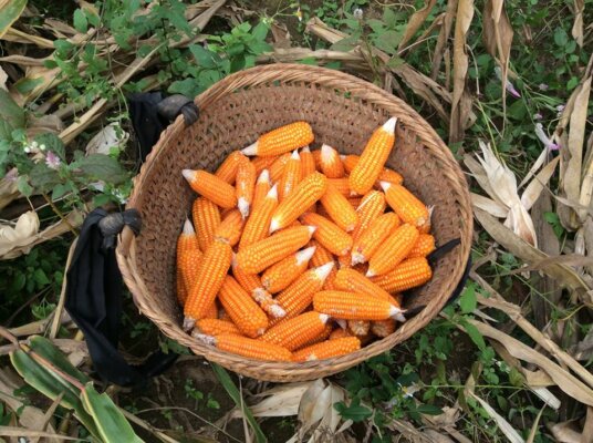Cách ngâm rượu ngô già