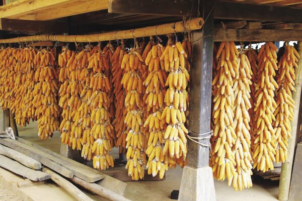 Cách ngâm rượu ngô già Cách ngâm rượu ngô già