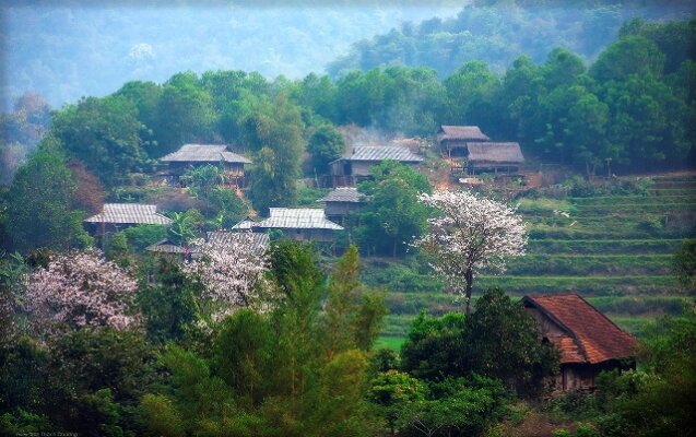 Lễ hội hoa Ban để tôn vinh vẻ đẹp của loài hoa Tây Bắc Lễ hội hoa Ban để tôn vinh vẻ đẹp của loài hoa Tây Bắc