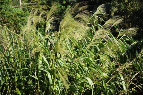 Cách ngâm rượu sâu chít Cách ngâm rượu sâu chít