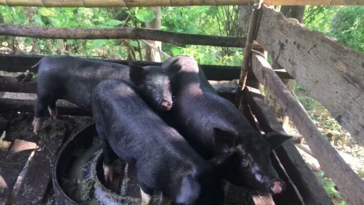 Lợn bản Tây Bắc