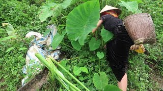 Cách nấu canh bon Tây Bắc: nhận diện cây bon