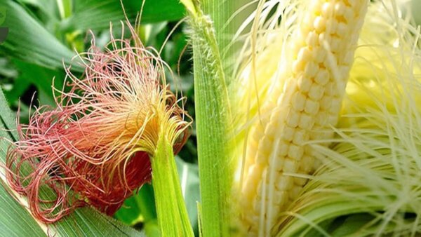 Ngô bao tử ngâm rượu có tác dụng gì Ngô bao tử ngâm rượu có tác dụng gì