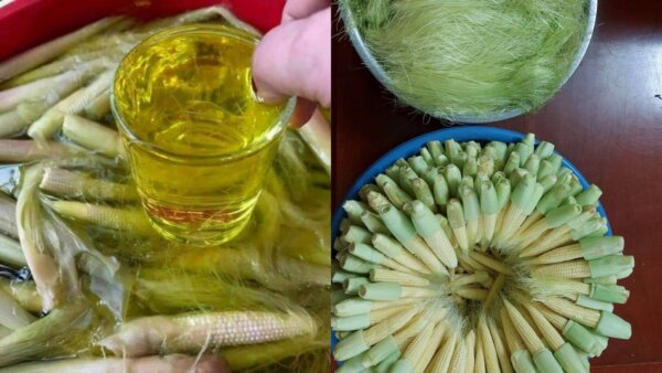 Ngô bao tử ngâm rượu có tác dụng gì Ngô bao tử ngâm rượu có tác dụng gì