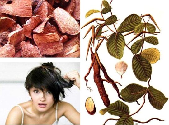 Tìm hiểu cách sử dụng hà thủ ô đỏ trị rụng tóc