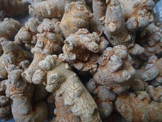 uống tam thất đúng cách