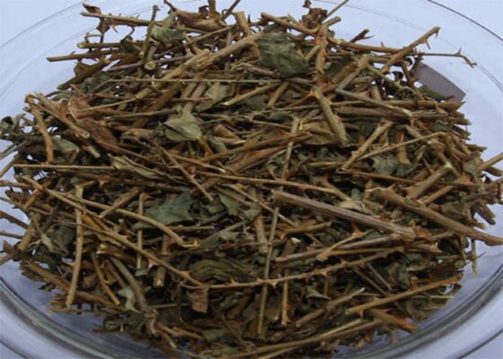 Cách nấu cao cà gai leo, bạn biết chưa Cách nấu cao cà gai leo, bạn biết chưa